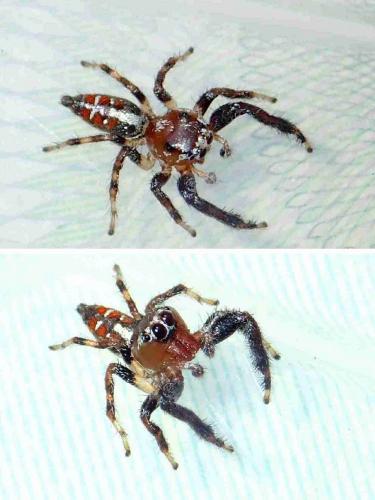 Thyene imperialis